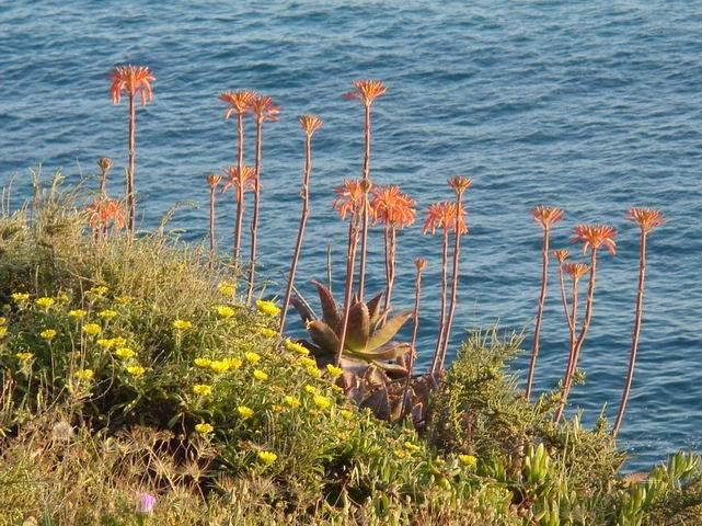 coastal vegetation near ocean view terrace carvoeiro algarve portugal