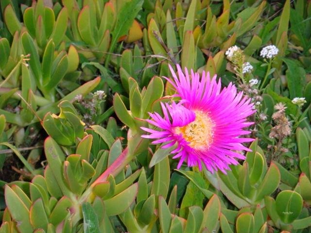 pink coastal flower algarve ice plant carvoeiro portugal