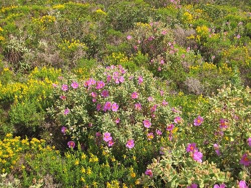 wild coastal flowers carvoeiro algarve portugal