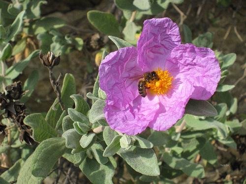 rockrose flower algarve coastal plant portugal