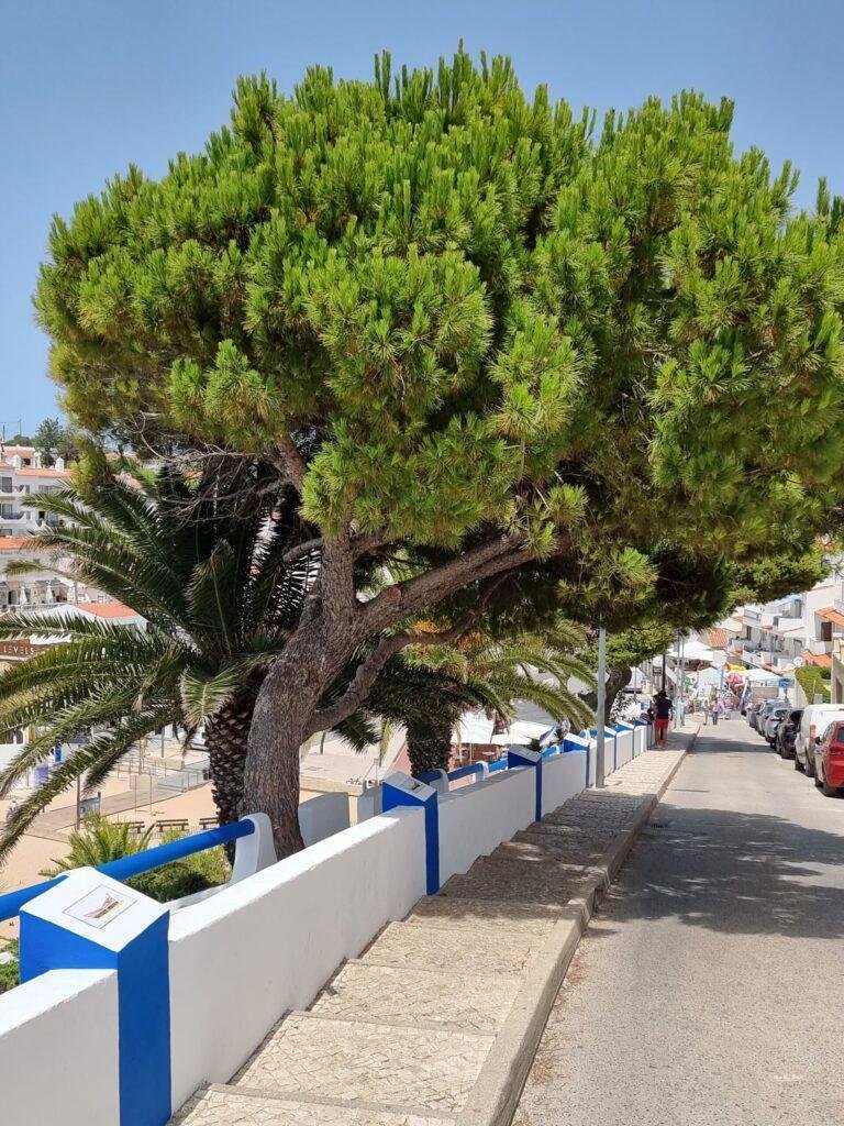 pine lined walkway near carvoeiro beach algarve portugal