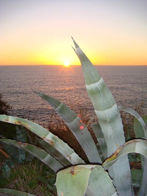 coastal plants at sunset carvoeiro seaside