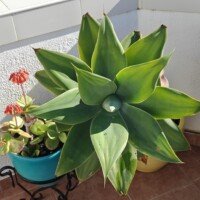 oplus_3145760